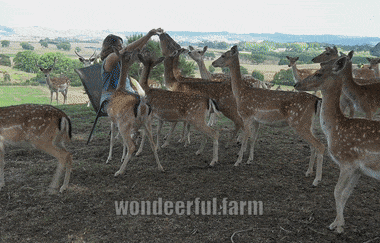 hand feeding bread to deer mob