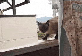 9jZSZx6BGq5fq.gif