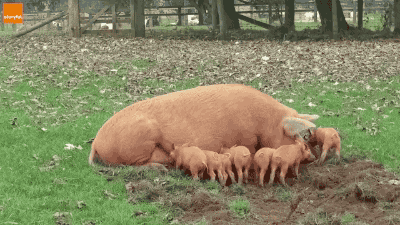 http://i.giphy.com/FVoaPWDICyAog.gif