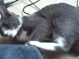 Cat GIF - Find & Share on GIPHY 