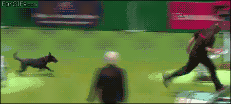 OpPLIgJYbdPBS.gif