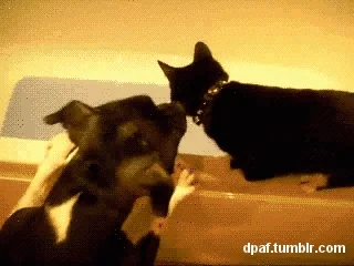 https://i.giphy.com/RD5uDx4RcRVSg.webp