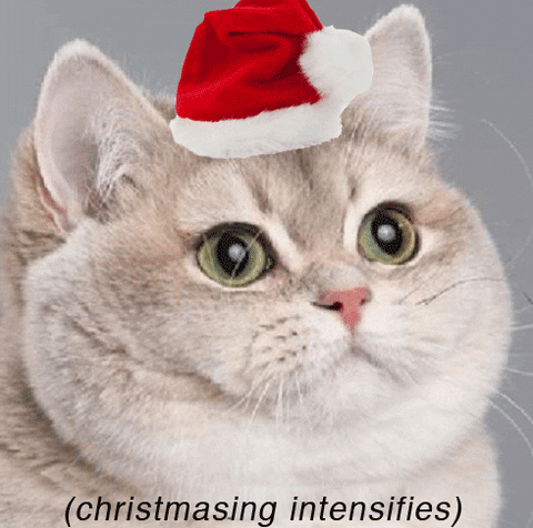 Christmas GIF - Find & Share on GIPHY 