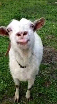 Video gif. Goat approaches us as it licks the air frantically, its tongue flying every which way.