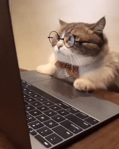 Cute cat 7