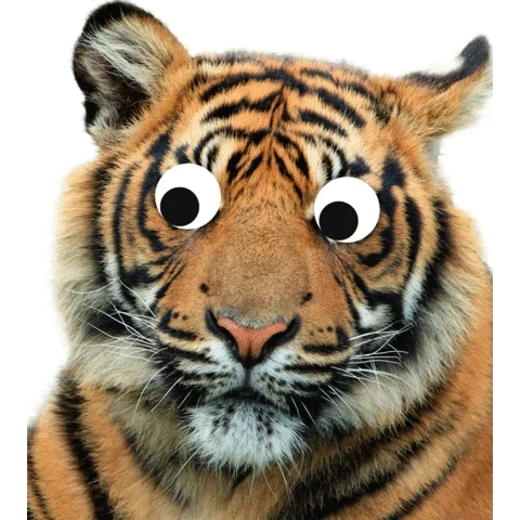 amRzPzhH9LH1Wmtcv5.webp