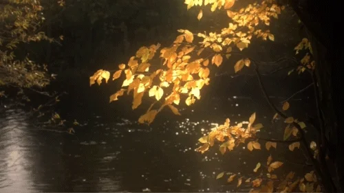 trees