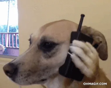 Egy kutya telefonál az íróasztal mögött.