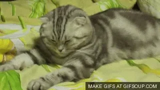 [Obrazek: dz4lgXAhlsLXG.webp]