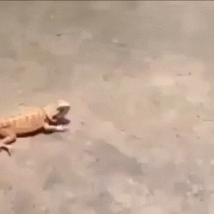 http://i.giphy.com/eokkdxiS3zNok.gif