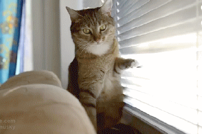 Cat GIF - Find & Share on GIPHY 