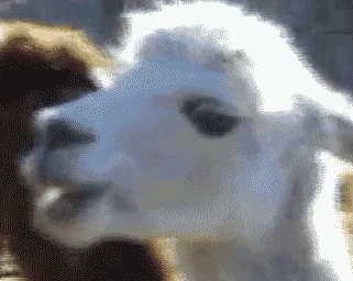 gpmARWm3Pwypq.webp