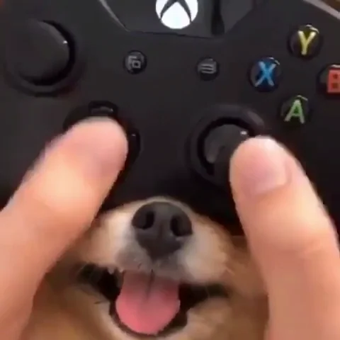 Imagem engraçada de um cachorro com seu fucinho sendo usado como analógico