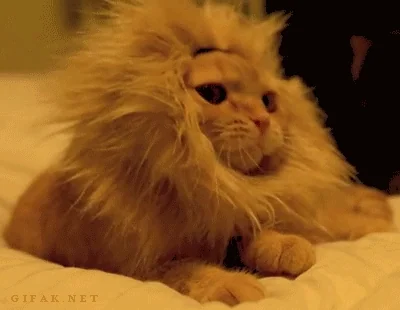 Lion animation