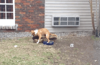 l2JIeHACHsr6aCqBO.gif