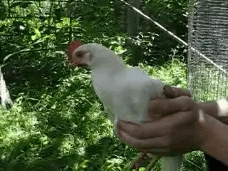 giphy.webp