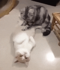 Gif del Artículo