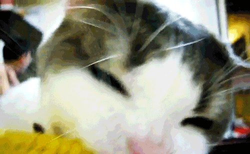 Gif del Artículo