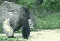 [Image: giphy.webp]