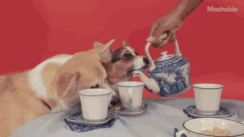 giphy.webp