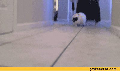 GIF animado (5xaOcLGDO1jxkpDIPYY) cat running GIF