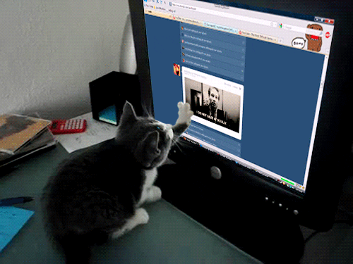 GIF animado (8CAFRDokyQkhi) mash up cat GIF