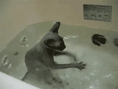 giphy.webp
