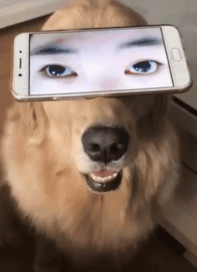 Roman_Dab’s Photopoll 137621221 Image