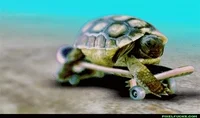 skateboarding turtle