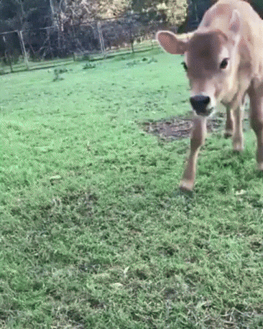 GIF animado (LilPRDHg9Qre0) calf GIF