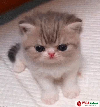 giphy.webp