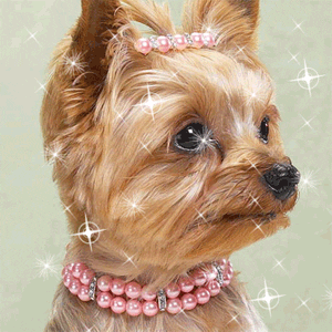 Glittery Yorkshire Terrier