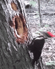 Woodpecker GIF