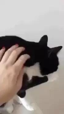 purr