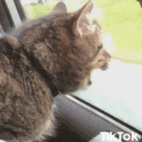 Giphy dVzxUuoHuWsHBHopkD