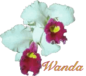 Wanda and Pink Orchids