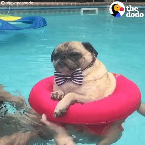 Gif del Artículo