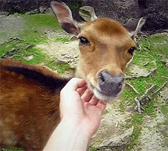 https://i.giphy.com/media/f75fiMawIqpG0/giphy.webp