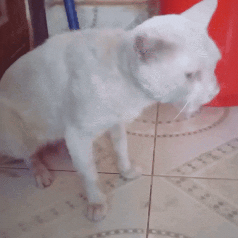 GIF