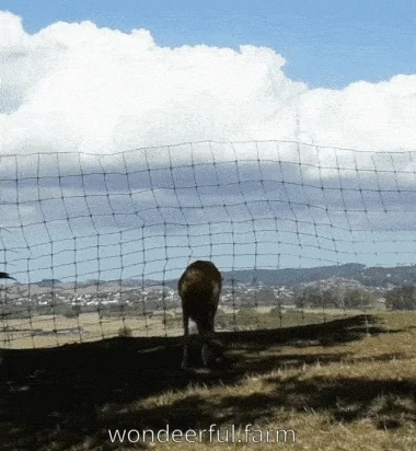 deer breaking in under fence gif