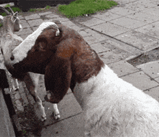 200.gif