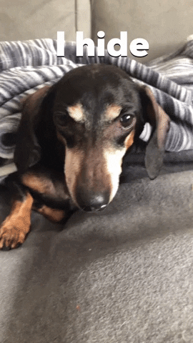 giphy.gif