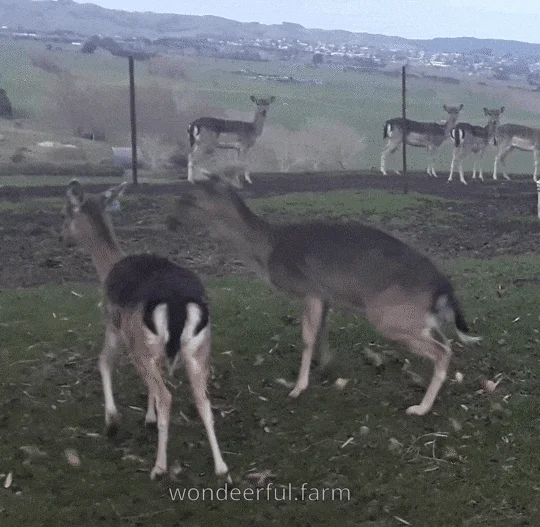 deer leaps in fright hilarious