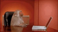 https://i.giphy.com/media/l41lQpaXZo7GGWD0k/200w.webp
