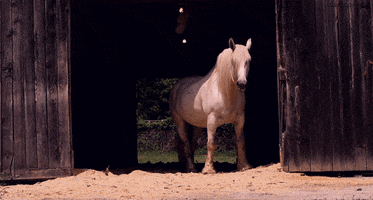 200.gif