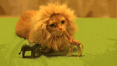 https://i.giphy.com/media/mhDwIpbsgGKk/giphy.webp