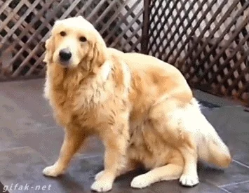Surprise dog!