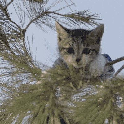 Gif del Artículo