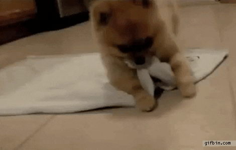 giphy.gif