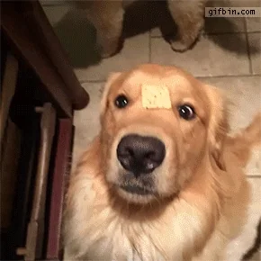 giphy.webp